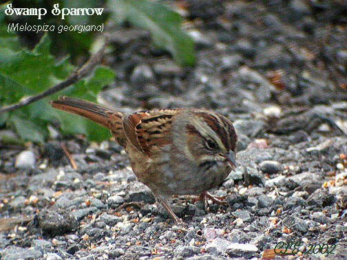 Swamp Sparrow