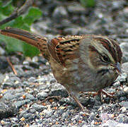 Swamp Sparrow