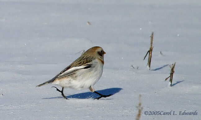 Bruant des neiges