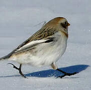 Snow Bunting