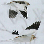 Snow Bunting