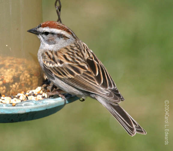 Chipping Sparrow