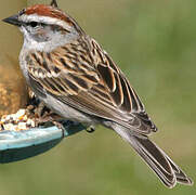 Chipping Sparrow