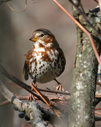 Red Fox Sparrow