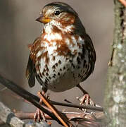 Red Fox Sparrow