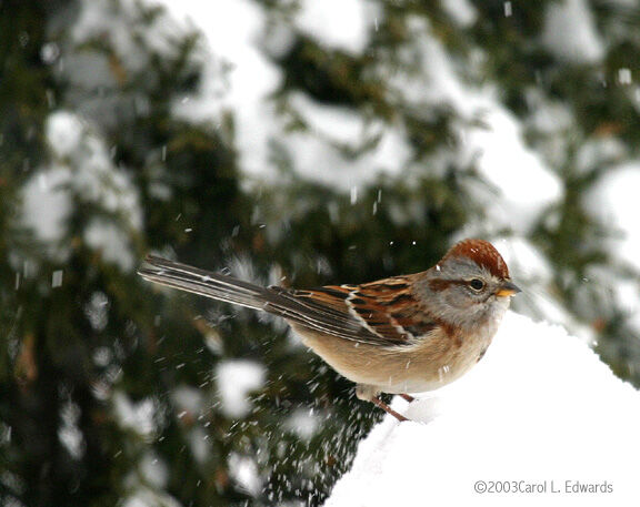 American Tree Sparrow