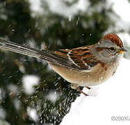 American Tree Sparrow