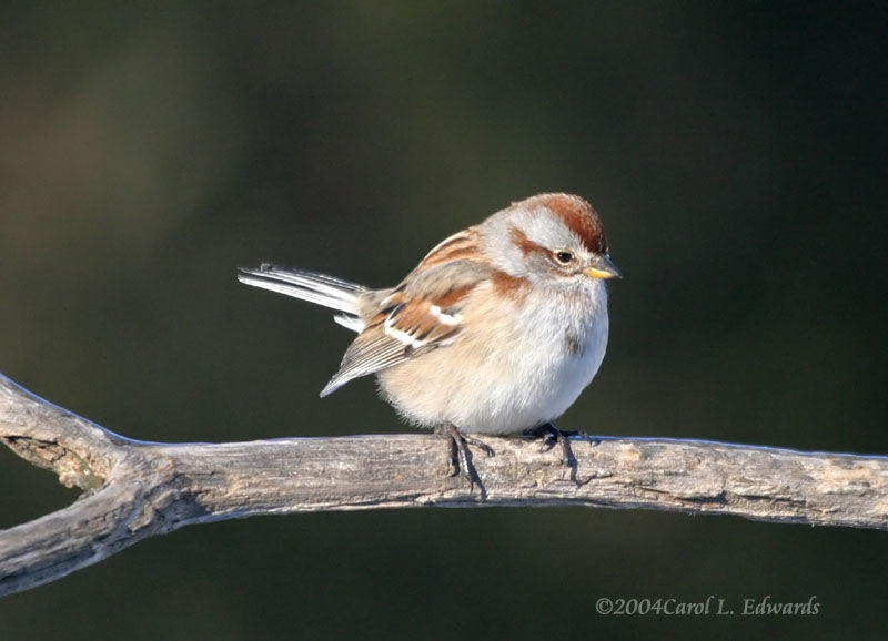 American Tree Sparrow