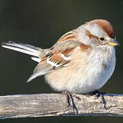 American Tree Sparrow