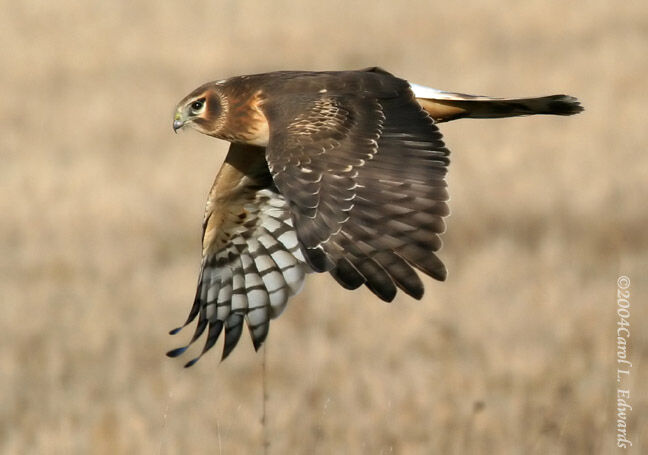 Hen Harrier