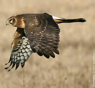 Hen Harrier