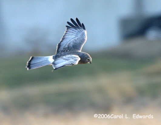 Hen Harrier