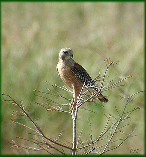 Red-shouldered Hawk