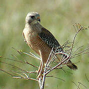 Red-shouldered Hawk