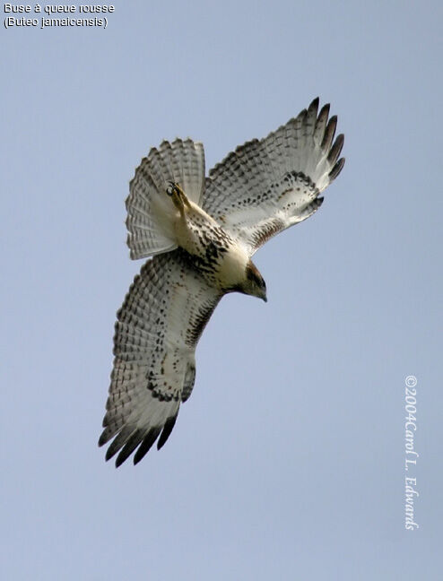 Red-tailed Hawk