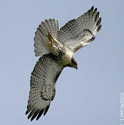 Red-tailed Hawk