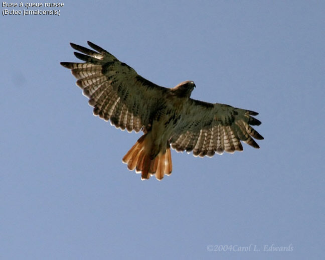 Red-tailed Hawk