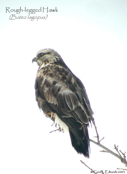 Rough-legged Buzzard