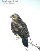 Rough-legged Buzzard