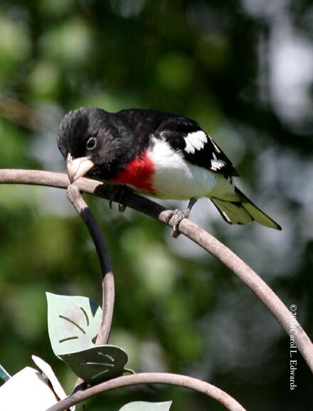 Rose-breasted Grosbeak