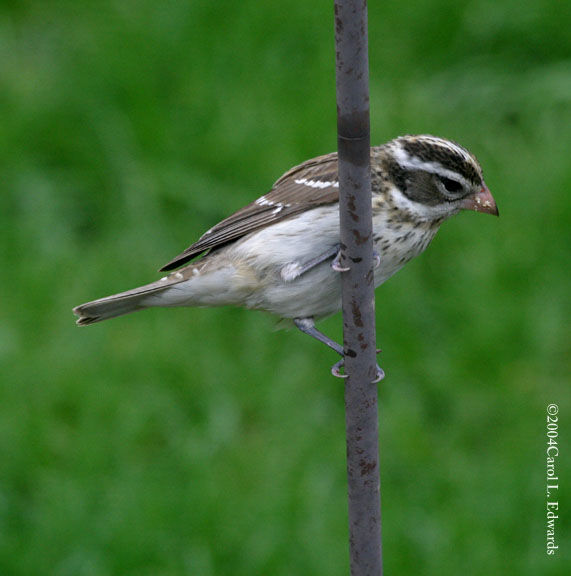 Rose-breasted Grosbeak