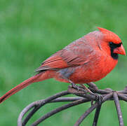 Cardinal rouge