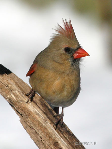 Cardinal rouge