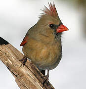 Northern Cardinal