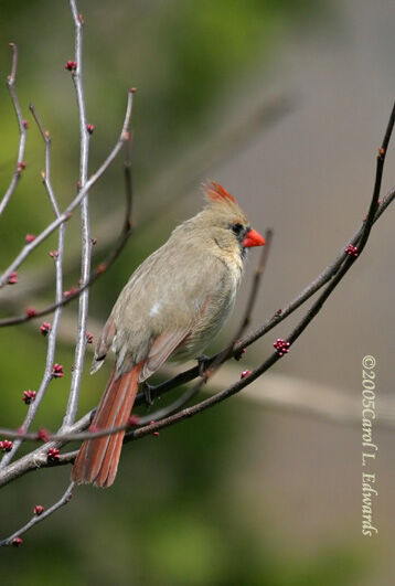 Cardinal rouge