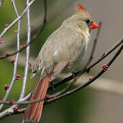 Cardinal rouge