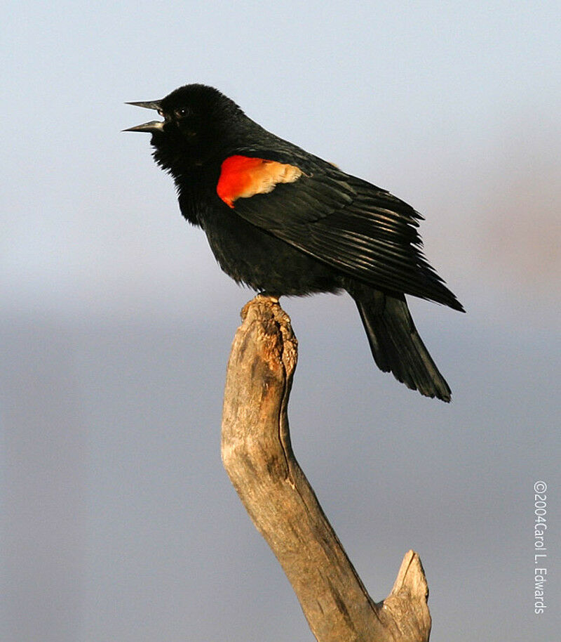 Red-winged Blackbird