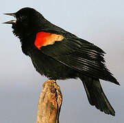 Red-winged Blackbird