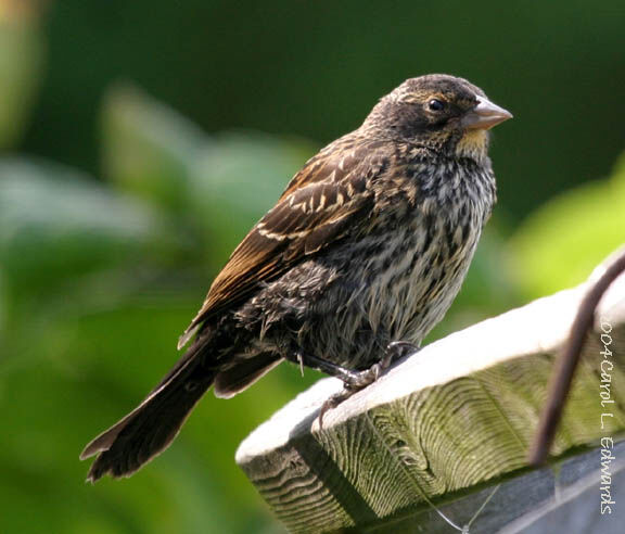 Red-winged Blackbird