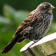 Red-winged Blackbird