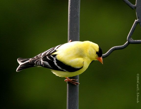 Chardonneret jaune