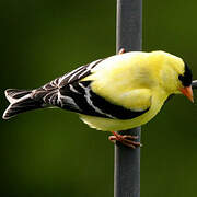 Chardonneret jaune