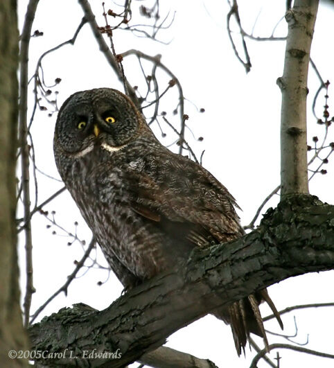 Great Grey Owl