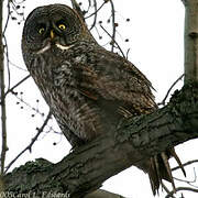 Great Grey Owl