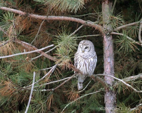 Barred Owl