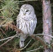 Barred Owl