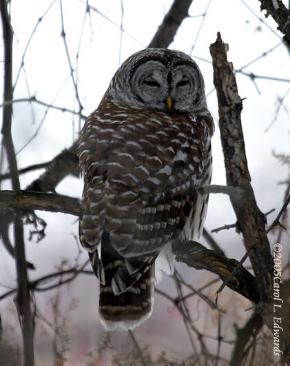 Barred Owl