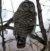 Barred Owl