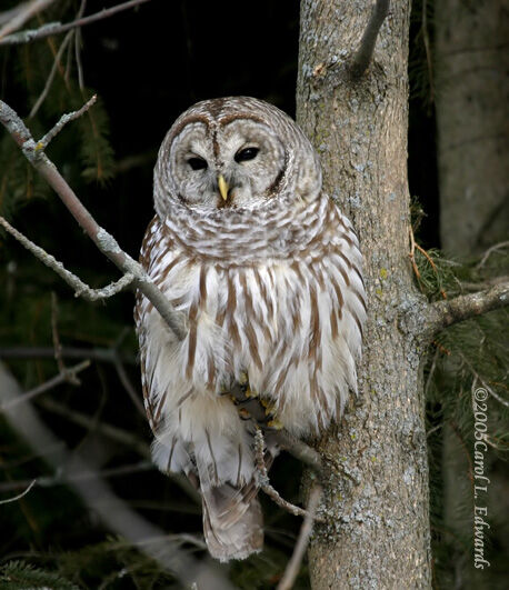 Barred Owl