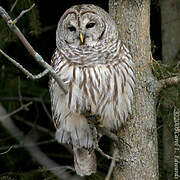 Barred Owl