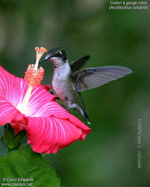 Ruby-throated Hummingbird