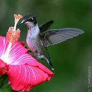 Colibri à gorge rubis