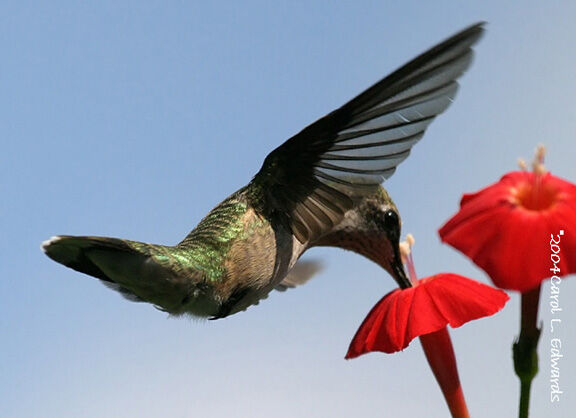 Colibri à gorge rubis