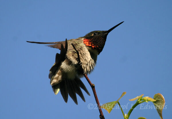 Ruby-throated Hummingbird