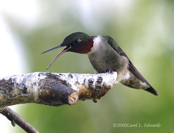 Ruby-throated Hummingbird