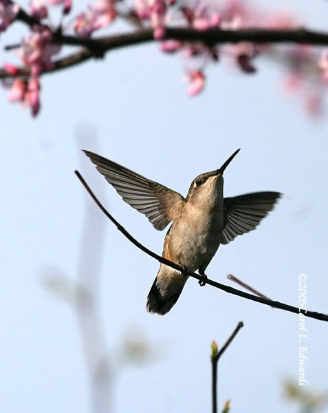 Ruby-throated Hummingbird